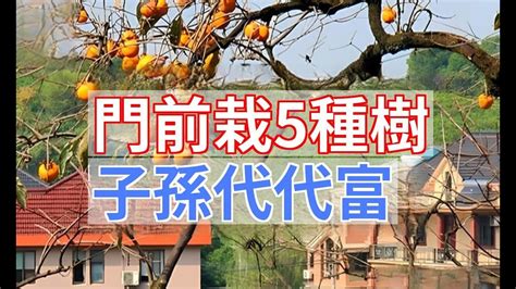 門前種桑樹|【門前不能種什麼樹】門前種樹小心踩雷！六種旺宅樹。